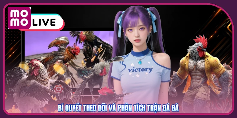 Bí quyết theo dõi và phân tích trận đá gà