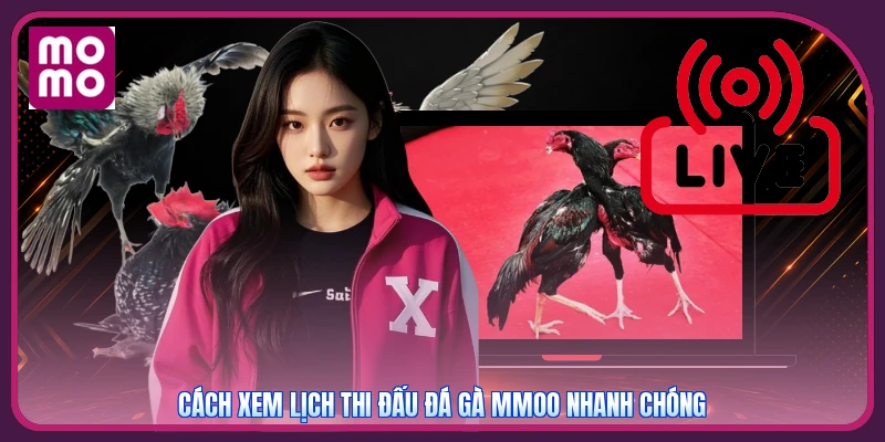 Cách xem lịch thi đấu đá gà MMOO nhanh chóng