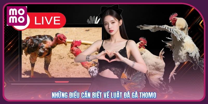 Những điều cần biết về luật đá gà Thomo